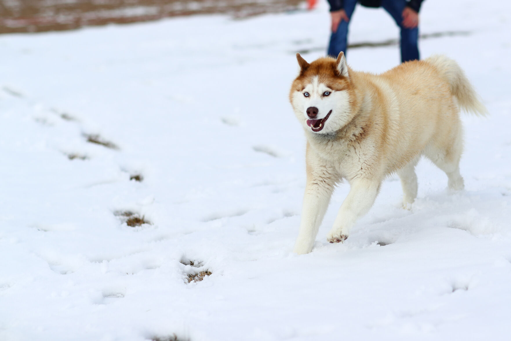 Snow Day